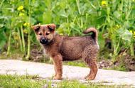 中华田园犬：一个独立的犬种还是仅仅是品种的混合体？
