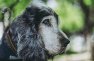 狗狗的视网膜萎缩：20种易受影响的品种，你家狗狗在其中吗？
