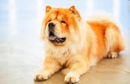 松狮犬的魅力：除了憨厚可爱的外表，还有哪些优点？