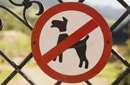 最新禁止饲养的狗狗名单：别再盲目养狗了