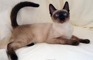 巴厘猫：暹罗猫的长毛品种，外表英气优雅，性格活泼温顺