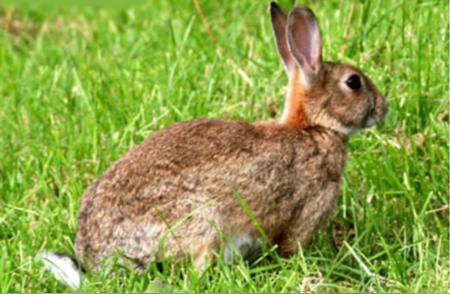 揭秘家兔的历史和演变