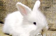 荷兰兔的饮食习惯：胡萝卜是它们的最爱