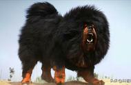 世界上最强大的十种狗，日本土佐犬位居榜首，藏獒紧随其后