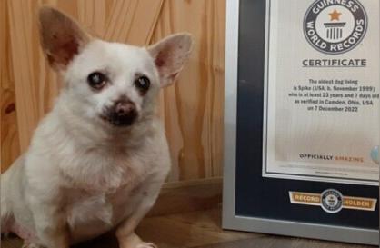 美国23岁的吉娃娃犬：世界上寿命最长的狗的故事