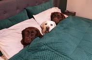 3只感情深厚的拉布拉多狗狗，长大后仍然喜欢同床共眠，实在是太可爱了！
