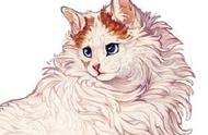 憨态可掬的卷毛小猫咪，插画中的‘披着羊皮的卷毛猫’