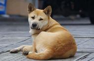 中华田园犬：狗界的绝对霸主