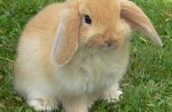宠物兔价格及品种一览：你知道一般宠物兔的价格吗？