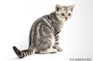 小巧玲珑的虎斑猫：独特的美