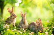 兔子养殖新手指南：如何养好你的小兔兔
