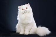 猫咪小百科：中国人最熟悉的贵族猫 - 波斯猫