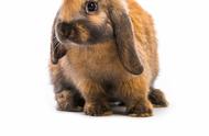 垂耳兔的体味问题：铲屎官需要了解的几点