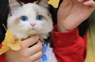 布偶猫的饲养人数下降：网友揭示了令人震惊的原因