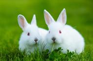 兔子的寿命：影响因素与延长寿命的策略