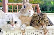 两只猫和一只兔子的温馨同居生活