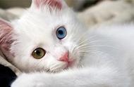 土耳其梵猫：美丽的眼睛，迷人的魅力