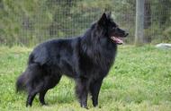 比利时坦比连犬：气质文雅高贵的世界名犬