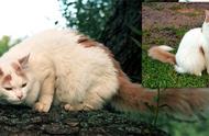 土耳其梵猫：名贵品种的独特魅力