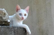 你会在土耳其梵猫身上看到游泳技巧吗？