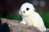 自带眼影的侏儒海棠兔：一种独特的兔子品种