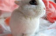 侏儒海棠兔：一种极其迷人的品种