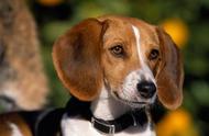 全球十大嗅觉猎犬：揭秘最出色的狩猎伙伴