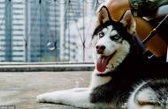 哈士奇犬种科普：西伯利亚雪橇犬的全面介绍