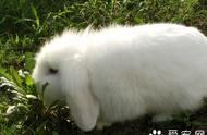 探索宠物兔子的世界：三十多种品种解析