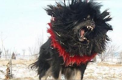 藏獒热潮席卷全国：高价'神犬'是否成为废物？