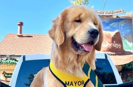 美加州小城：三位市长的金毛犬传奇