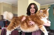 世界上最大的宠物猫：缅因猫的体型与魅力