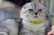 哪些品种的猫更容易出现折耳？拥有一只折耳猫会不幸吗？