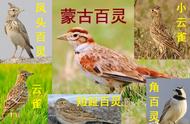 中国即将消失的养鸟文化四：长得像鹌鹑，它却是鸟中的鸣唱之王