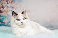 布偶猫：一种迷人的猫咪品种及其养护方法