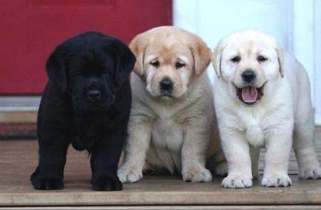 拉布拉多犬：美国最受欢迎的狗狗品种，已经连续31年排名第一