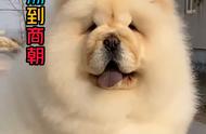 中国松狮犬：猎犬实战的全面指南