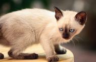 暹罗猫：探索全球猫种的瑰宝