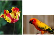 鹦鹉与郁金香，你真的能分辨吗？揭秘“鹦鹉型郁金香”的秘密