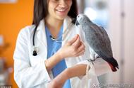 新手养鹦鹉必读：如何识别鹦鹉生病的征兆？