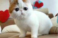 你喜欢这样的加菲猫吗？