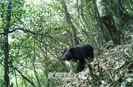 浙江保护区外围首次现黑熊！个头小巧，毛发亮丽，自在漫步觅食