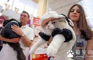 乌克兰举办猫咪盛典，各种造型猫咪齐聚一堂