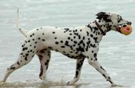斑点狗的真实身份揭秘：它真的是我们熟知的斑点狗吗？