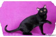 揭秘六种备受喜爱的黑毛猫：矮脚猫、英国长毛猫，还有玄猫？