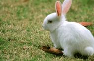 冬季如何让长毛兔安全度过：养兔知识分享