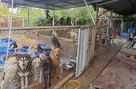 阜阳市禁养40种烈性犬，请广而告之！