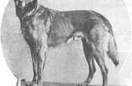 马犬寻根问祖系列（27）：探索比利时牧羊犬的起源