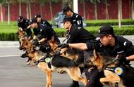 边境牧羊犬的聪明才智：为何它们无法成为警队的一员？