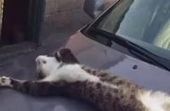 大字型睡姿的虎斑猫在引擎盖上，唤醒的表情让人忍俊不禁